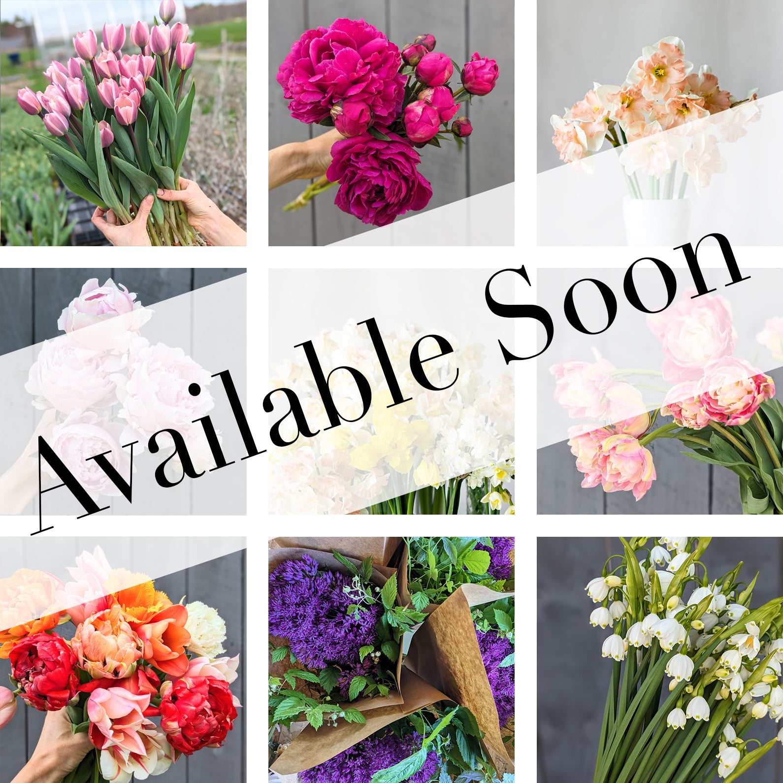 Spring Bulb Subscription (CSA 5 Week Share)